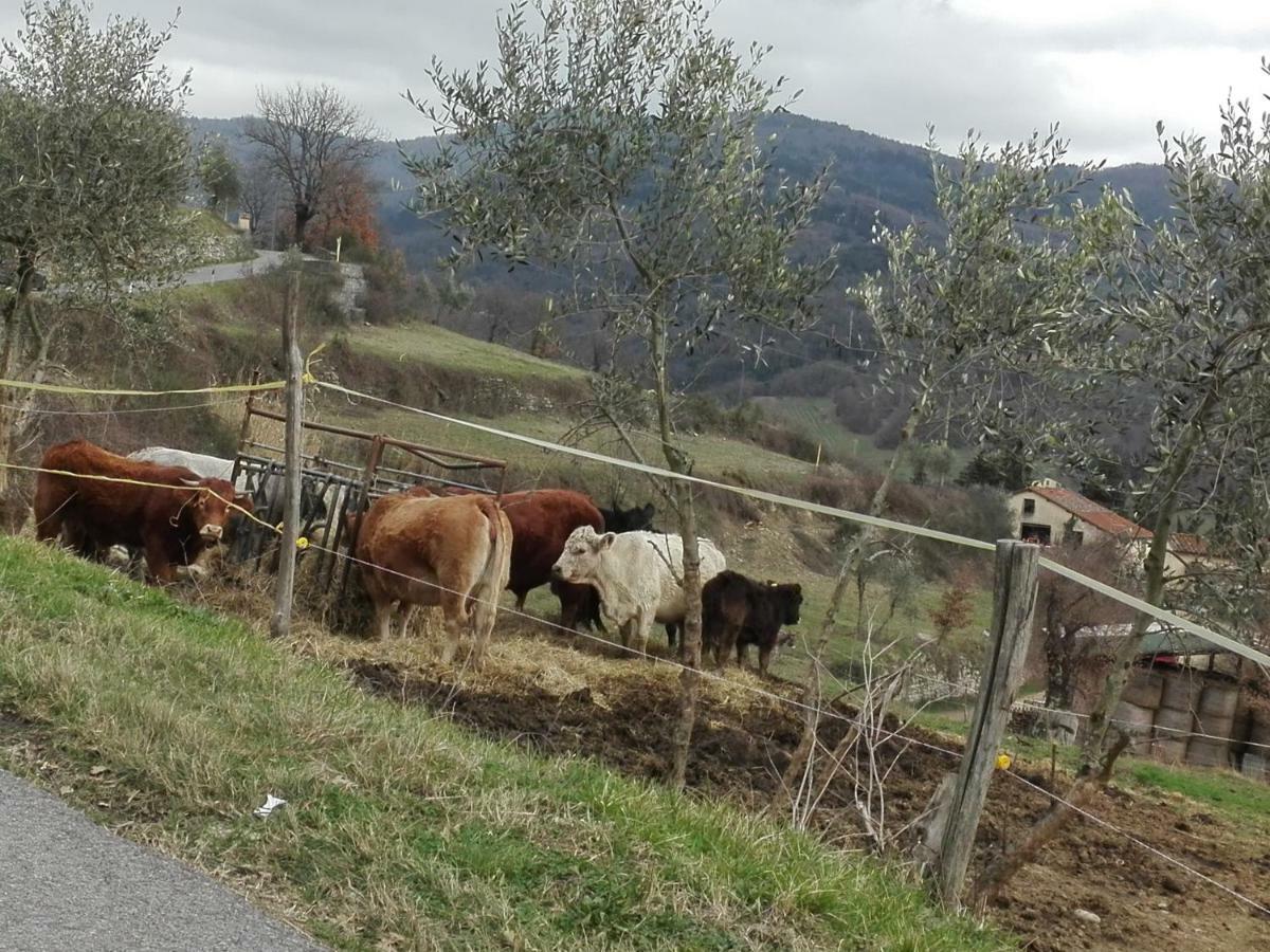 Fattoria Di Cintoia Βίλα Pontassieve Εξωτερικό φωτογραφία